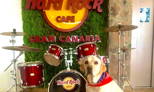 dog infront of drums